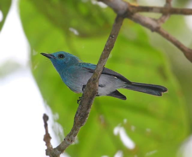 Celestial monarch Celestial Monarch Hypothymis coelestis videos photos and sound