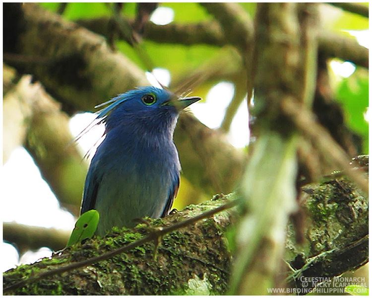 Celestial monarch Stunning Celestial Monarch in HD Birding Adventure