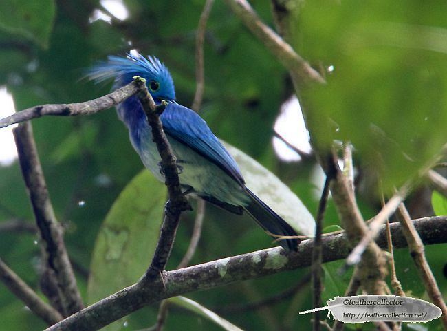 Celestial monarch Oriental Bird Club Image Database Celestial Monarch Hypothymis