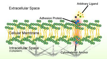 Cell adhesion