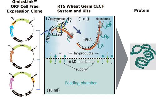 Cell-free protein synthesis GeneCopoeia Cell Free Protein Expression Clones amp Kits