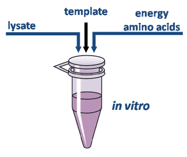 Cell-free protein synthesis biotechrabbit Cellfree Synthesis 2015 History and Events