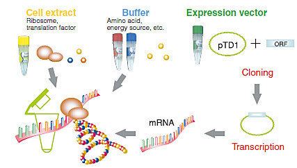 Cell-free protein synthesis Transdirect insect cell CellFree Protein Synthesis Kit SHIMADZU