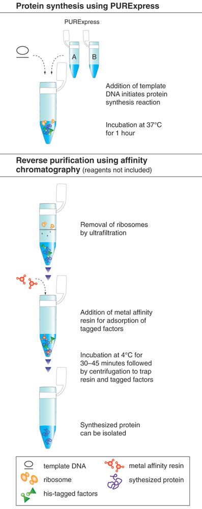 Cell-free protein synthesis The Next Generation of Cellfree Protein Synthesis NEB