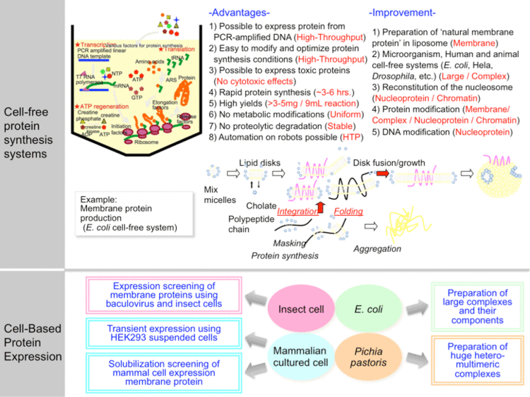 Introduction to protein synthesis