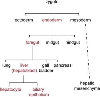 Cell lineage