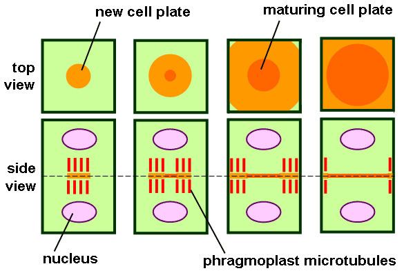 Cell plate