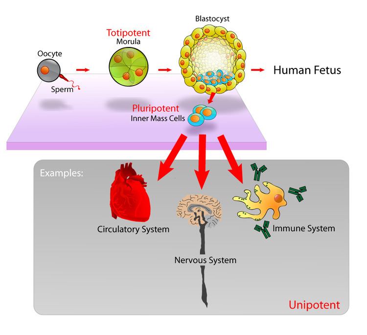 Cell potency