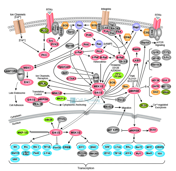 Cell signaling wwwaustraliansciencecomauwpcontentuploads20