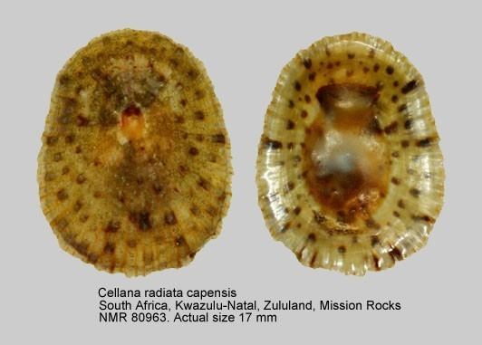 Cellana radiata WoRMS Photogallery