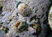 Cellana sandwicensis httpsuploadwikimediaorgwikipediacommonsthu