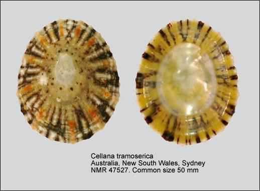 Cellana tramoserica Natural History Museum Rotterdam Nacellidae Show all families