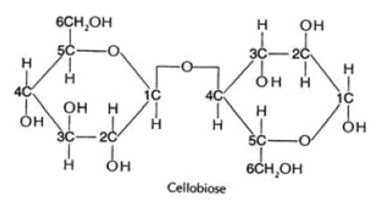 Cellobiose FOOD SCIENCE Maltose and Cellobiose