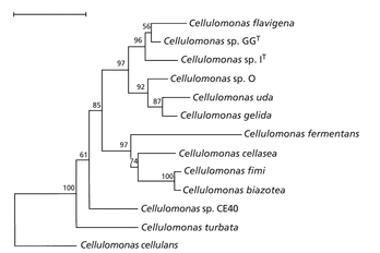 Cellulomonas Cellulomonas Coryneform Bacteria