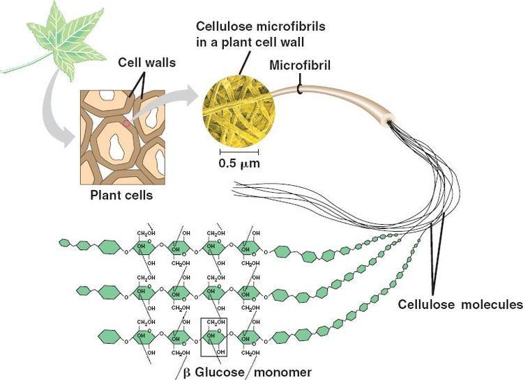 Cellulose cellulosehtml 0508CelluloseArrangejpg