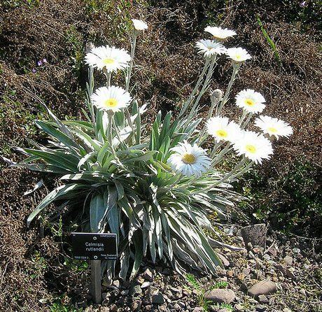 Celmisia Celmisia Plant How to Grow Mountain daisy