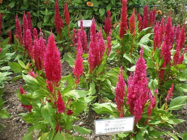 Celosia argentea Celosia argentea var plumosa