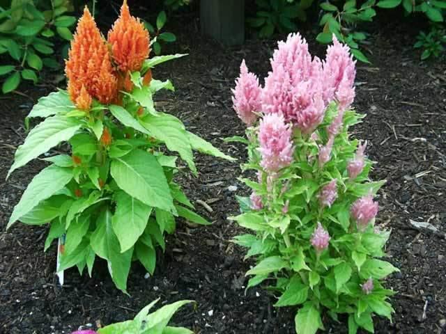 Celosia argentea Celosias How to grow and care for Cockscomb Celosia Plants Garden