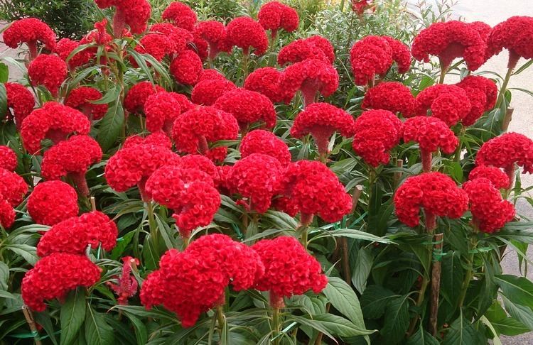 Celosia argentea var. cristata FileCockscomb Celosia argentea var cristata 1jpg Wikimedia