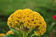 Celosia argentea var. cristata httpsuploadwikimediaorgwikipediacommonsthu