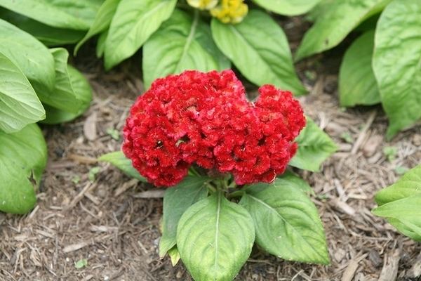 Celosia argentea var. cristata Celosia argentea var cristata