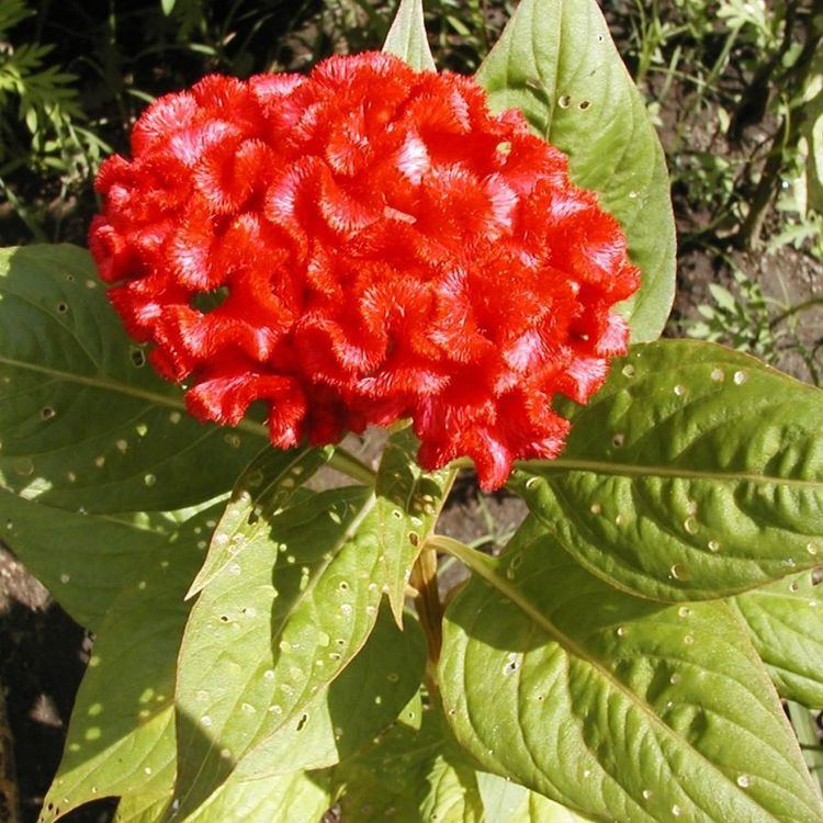 Celosia argentea var. cristata Celosia argentea var cristata Prince of Wales feathers Plant