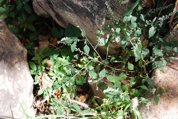 Celosia trigyna Central African Plants A Photo Guide Celosia trigyna L