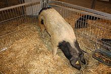 Celtic pig httpsuploadwikimediaorgwikipediacommonsthu