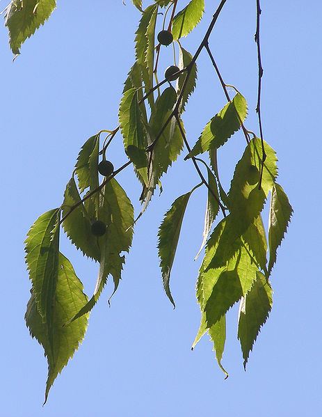 Celtis australis Celtis australis Nettle Tree European hackberry PFAF Plant Database