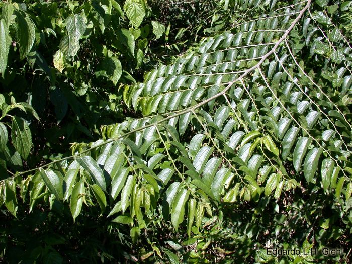 Celtis iguanaea tropicalthefernsinfoplantimagesebeb7332cf225