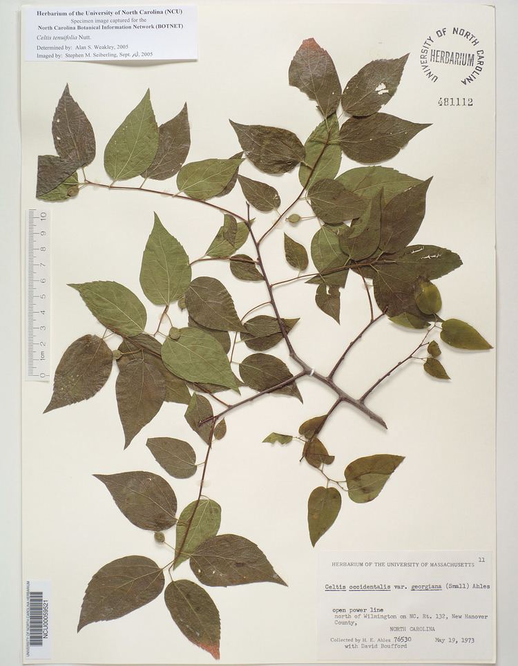 Celtis tenuifolia wwwibiblioorgbotnetfloraimagesCeltistenuifo