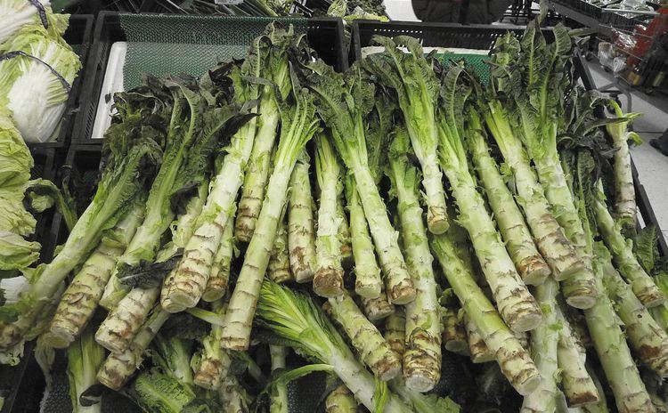 Celtuce Meet The Vegetable Celtuce a Mutant and Delicious Lettuce Modern