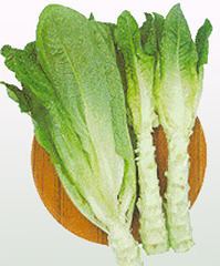 Celtuce wwwkitazawaseedcomgraphicsplantimages240x240