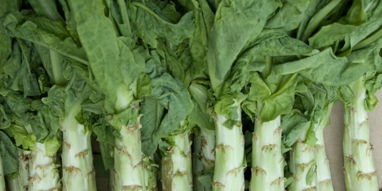 Celtuce What The Hell Is Celtuce All About The Cool Obscure Veggie Of The