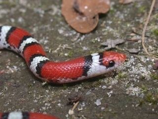 Cemophora coccinea Cemophora coccinea Scarlet snake Discover Life