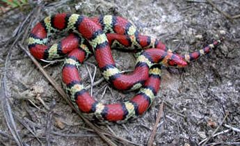 Cemophora coccinea Species Profile Scarlet Snake Cemophora coccinea SREL Herpetology