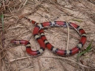 Cemophora coccinea Cemophora coccinea Scarlet snake Discover Life mobile