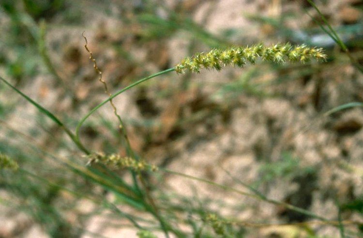 Cenchrus biflorus Photo Guide to Plants of Southern Africa