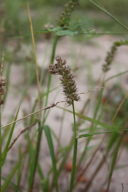 Cenchrus biflorus Indian sandbur Cenchrus biflorus Feedipedia