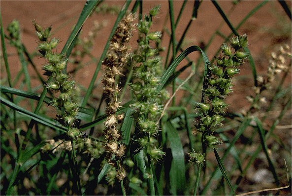 Cenchrus biflorus Cenchrus biflorus AusGrass2