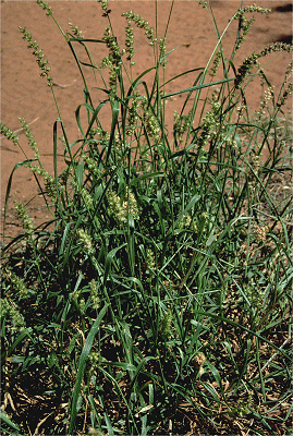 Cenchrus biflorus Cenchrus biflorus AusGrass2