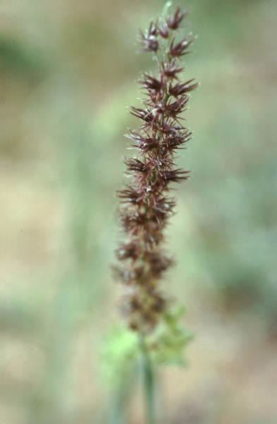 Cenchrus biflorus Fleurs d39Afrique tropicale Cenchrus biflorus C Fleurs d