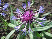 Centaurea httpsuploadwikimediaorgwikipediacommonsthu