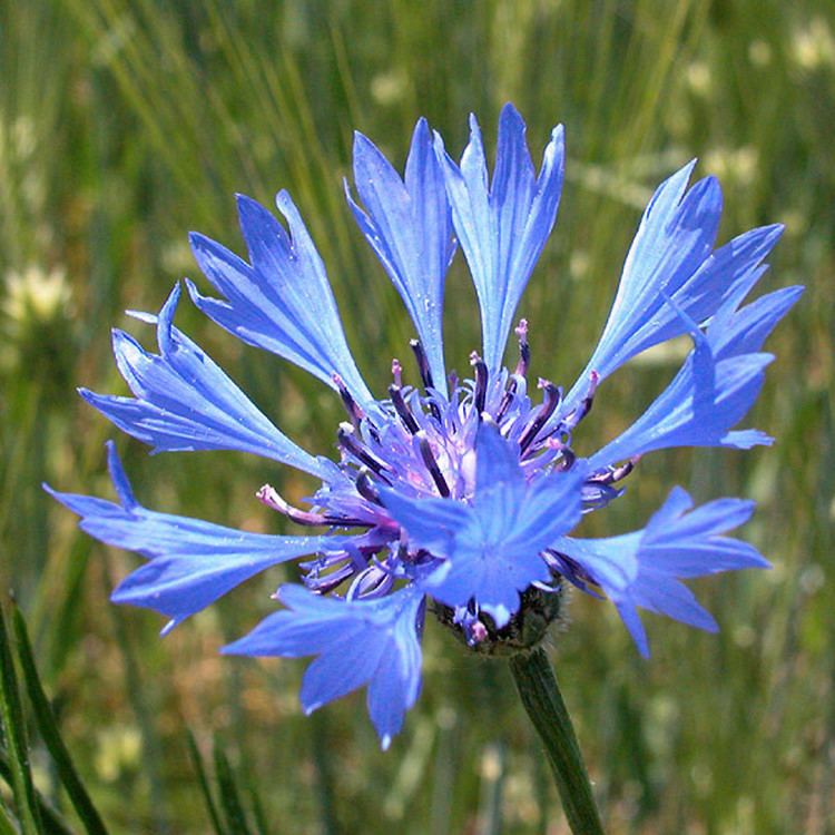 Centaurea Centaurea cyanus garden knapweed Go Botany