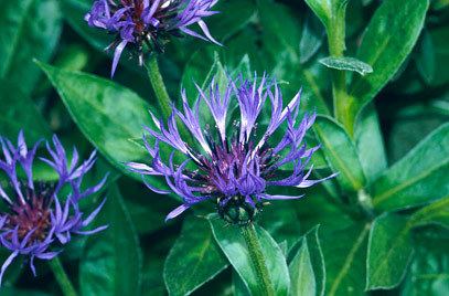 Centaurea Centaurea montana great bluebottleRHS Gardening