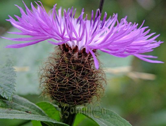 Centaurea Centaurea Botanically Inclined Seed Adventures