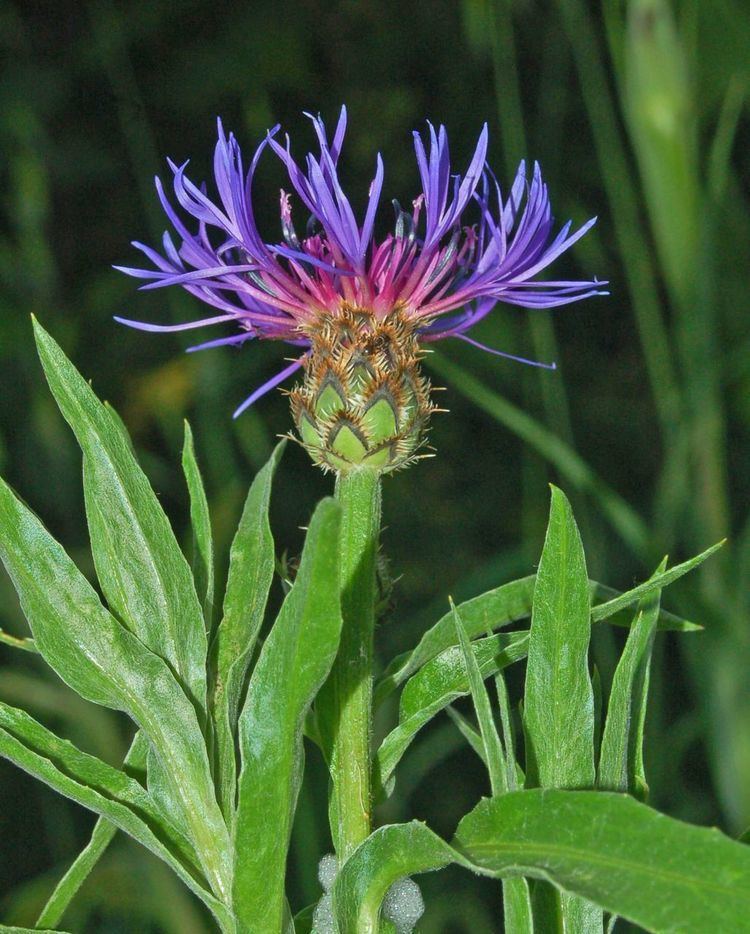 Centaurea Centaurea triumfettii Wikipedia