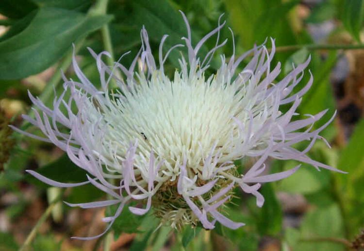 Centaurea americana Centaurea americana American Basket Flower seed