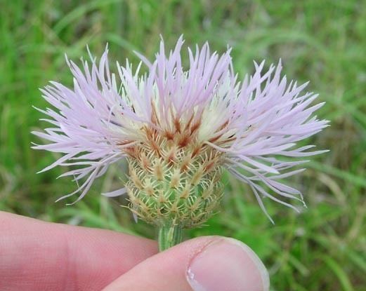 Centaurea americana Centaurea americana