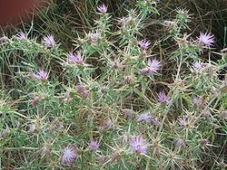 Centaurea calcitrapa Centaurea calcitrapa Wikipedia